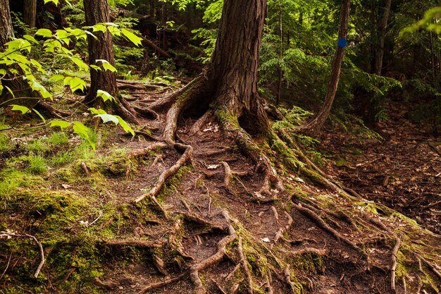 mossy roots tree forest 181624 48148